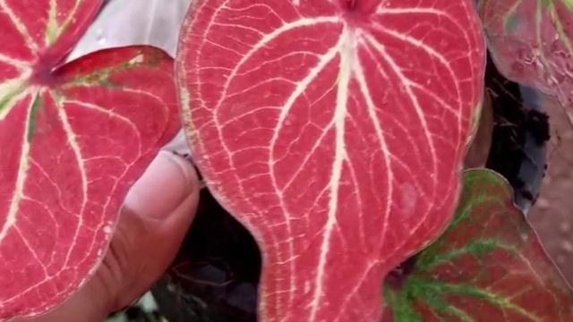 Mixed Caladium || Colorin Leaf Caladium || Caladium Collection For Sale In India смотреть онлайн