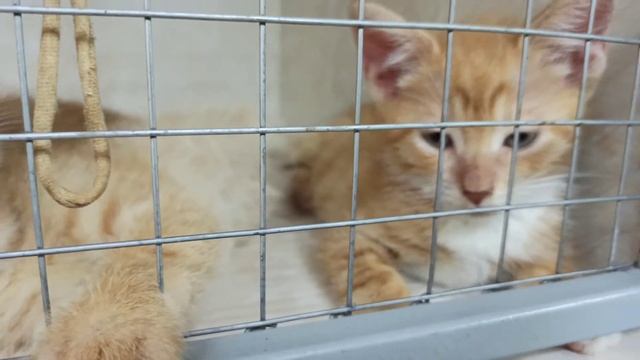 Рыжики мечтают о доме 🤗 8(906)274-17-02 СПб звоните смотреть онлайн