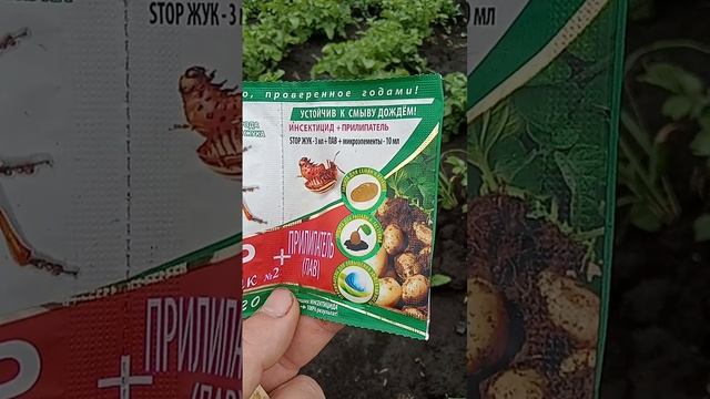 Какое средство от колорадского жука выбрать,лучший инсектицид в соотношении цена-качество. смотреть онлайн