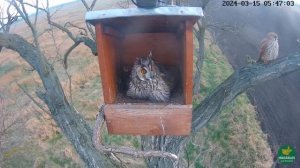 Пустельга против ушастой совы: Жестокая атака в дикой природе!