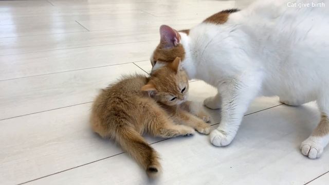 Pregnant cat carries tiny kitten to maternity house and is preparing to give birth with loud meow смотреть онлайн