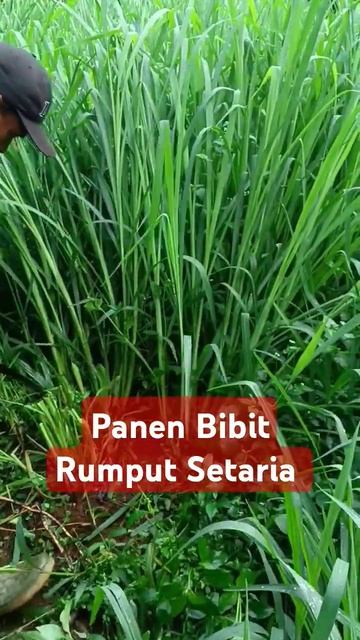Panen Bibit Rumput Setaria #bankapakan#rumput#Setaria