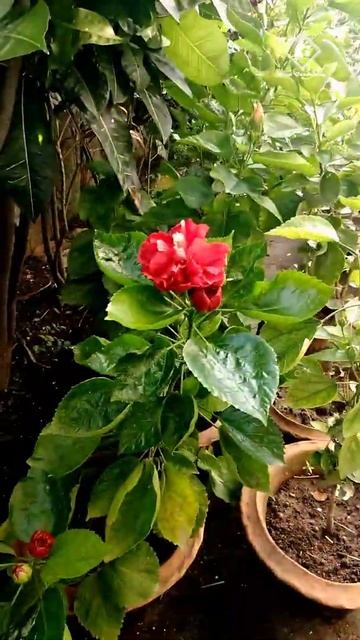 #shorts||Hibiscus/Gudhal/Jawa/Chinarose  care||Mansoon flowers||Keep Gardening #Viral video#Trendin
