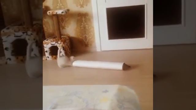 Шотландские шиншилловые котята 7недель смотреть онлайн