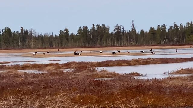 Тетерева на току смотреть онлайн