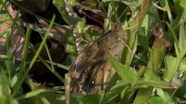 Lasiommata megera - Pararge aegeria (Linnaeus, 1758) смотреть онлайн