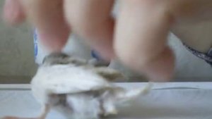 птенец зебровой амадины 21 день
