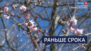 ВЕСТИ 24  Санкт-Петербург от 15.04.2025