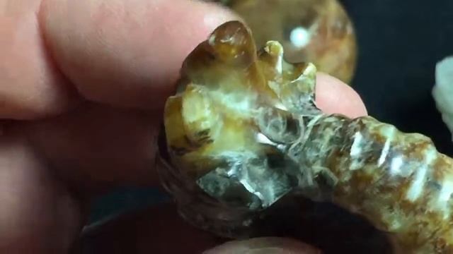 Douvilleiceras ammonite смотреть онлайн