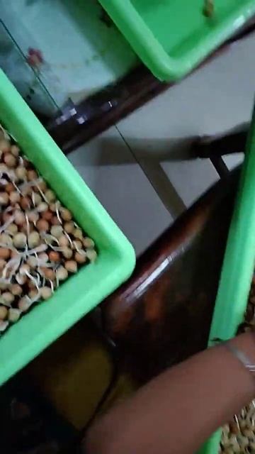 Pea Shoots Seeds Day 3, #Peashoots #shortvideo #Jhunsebesofficial
