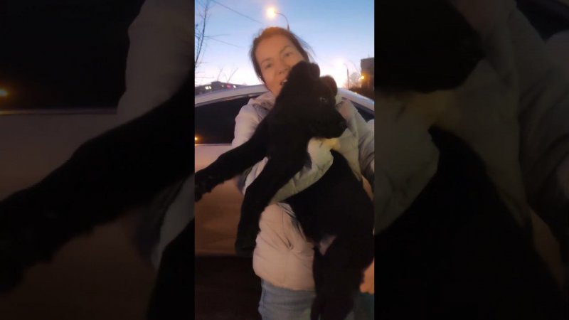 В добрый путь, сыночек АЯКС  #купитьщенканемецкойовчарки
