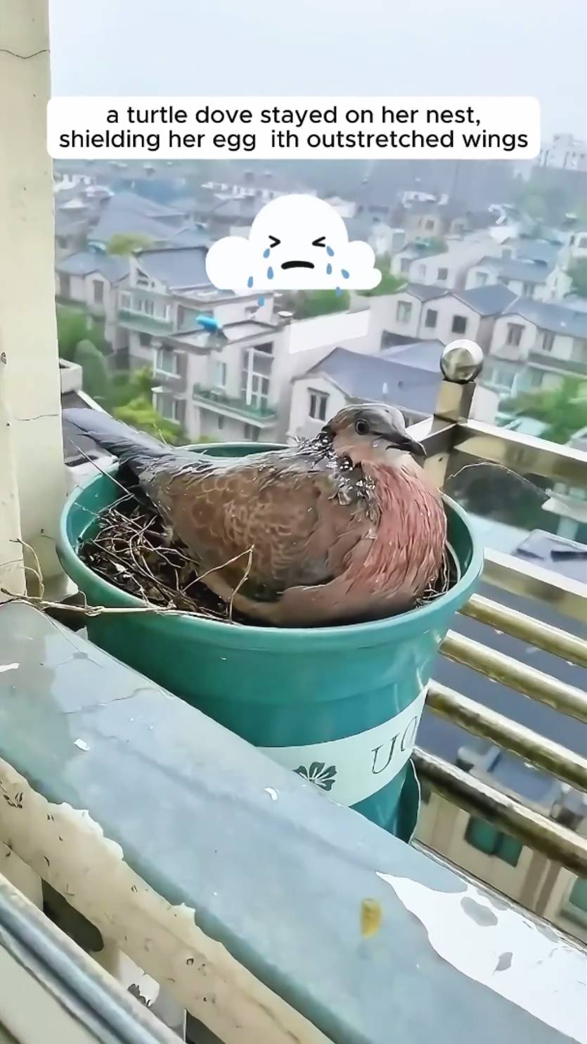 Мир не безнадежен ! 4 смотреть онлайн