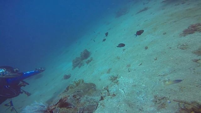 2022.01.15 KOALA - 2 смотреть онлайн