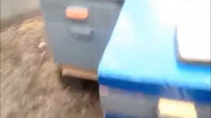 Зимовка пчёл на подсолнечном мёде 2017- 2018 г. ( часть 2)