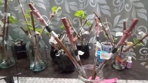 Результат привитых черенков на 10.04.2025 года.