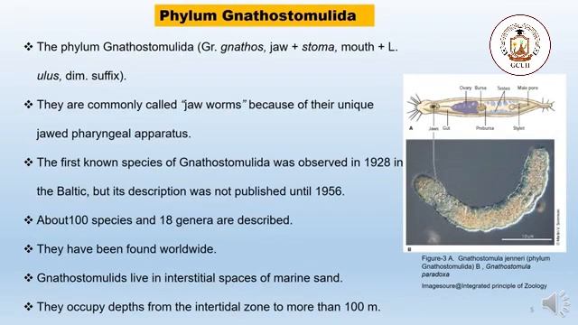 ZOO 3141 Phyla Micrognathozoa & Gnathostomulida смотреть онлайн