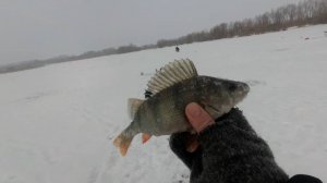 Середина Зимы! Безмотылка работает! Лифт Окуня, плотва, подлещик, щука