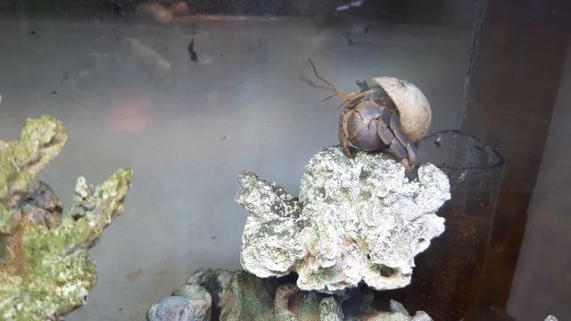 Kelomang Coenobita Brevimanus Sedang Santai#shorts #kelomangdarat #coenobitabrevimanus #crabitat смотреть онлайн