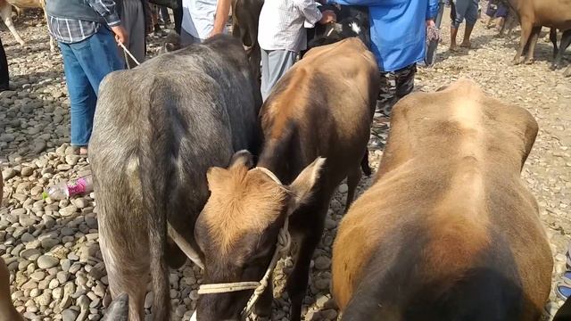 Молбозори Шахритуз Искара Шанбебозор нархи бука. гови ширте.гначин 18 07 2020