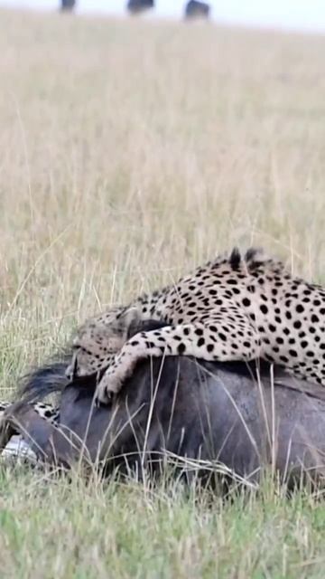 Cheetahs of Masai Mara National Reserve, Kenya 🇰🇪