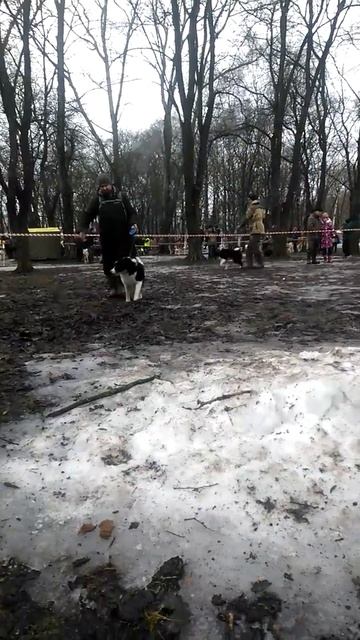 Выставка собак охотничьих пород. Март. Вологда