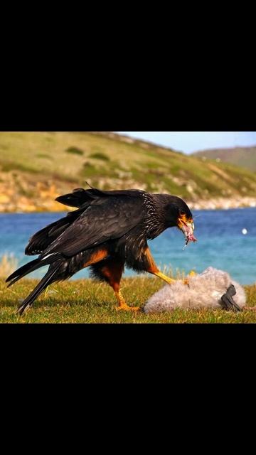 Южная горная каракара смотреть онлайн