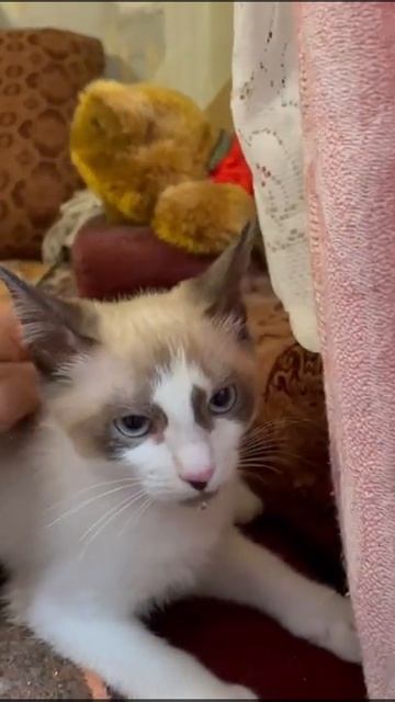 Голубоглазая девочка Коко Шанель 3 мес нашел дом смотреть онлайн