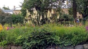 Сюрреализм в саду или вероника сибирская Veronica sibirica. Питомник Садпочтой.рф