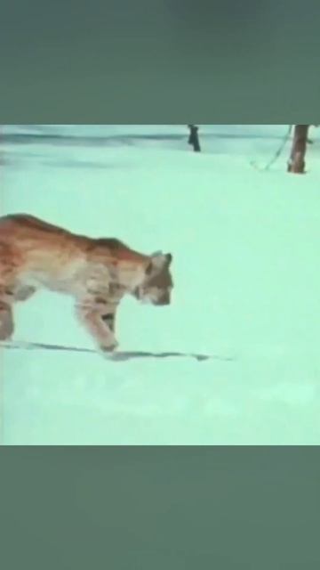 Рысь против беркута. Битва животных смотреть онлайн