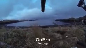 Нападение медведя