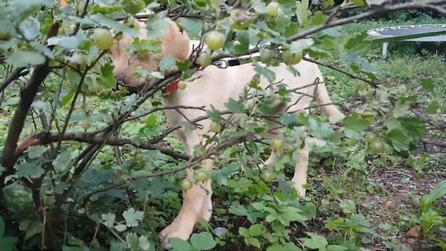 Тара лабрадор собирает крыжовник смотреть онлайн