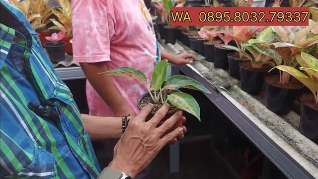 Liputan Perdana di Kandang Ngumpet❗️Harga Cincay $¥€£❗️Eshan Nursery ❗️