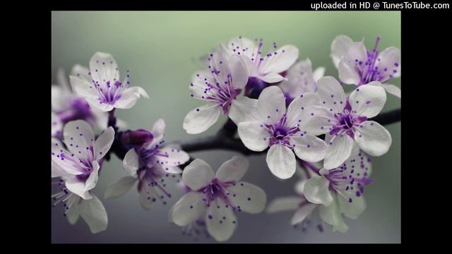 MARIA - JOSE LUIS RODRIGUEZ (EL PUMA) смотреть онлайн