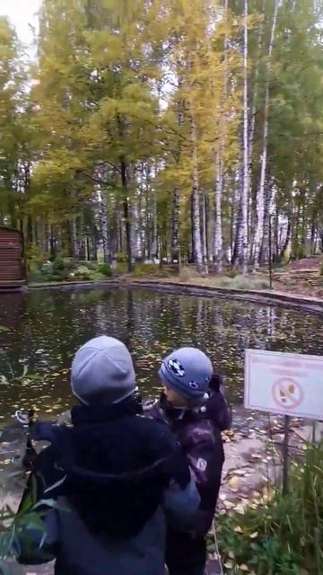 Дикие утки#кормим смотреть онлайн