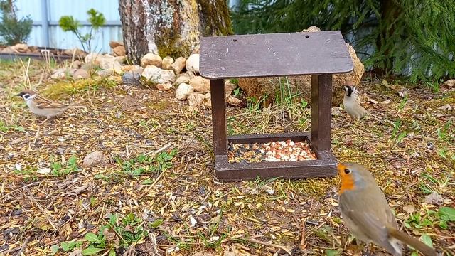 Воробьи против зарянки! #московскаяобласть #кормушкадляптиц #зарянка #воробьи смотреть онлайн