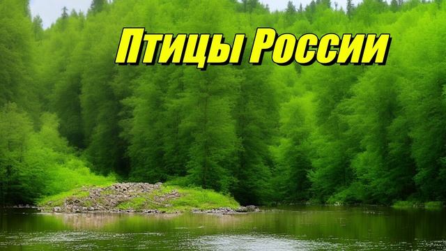 Птицы России