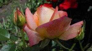 Что шепчут розы по утру*     Мой сад