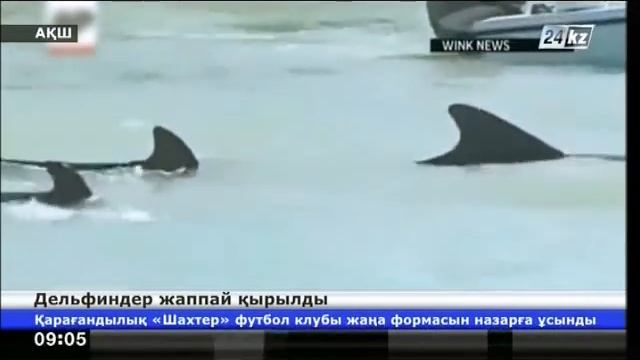 Дельфиндер жаппай қырылды смотреть онлайн