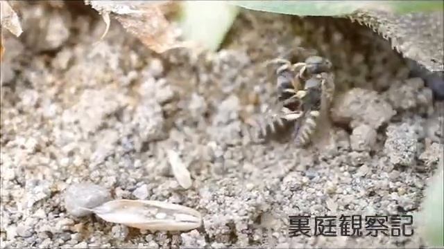 ニッポントゲアナバチ (Oxybelus nipponicus) смотреть онлайн