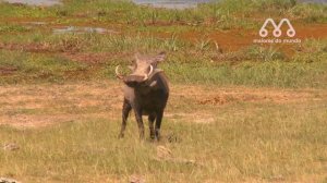 QUANDO OS CÃES SELVAGENS ATACAM O JAVALI