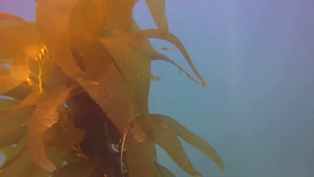 Laguna Bluebelt- Kelp Pipefish- Fisherman's Cove, Laguna Beach State Marine Reserve смотреть онлайн