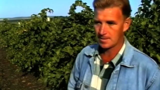 2001 уборка винограда смотреть онлайн