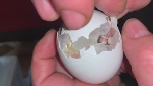 Помогаю цыплятам появиться на свет🐣Продолжение,китайский инкубатор ряба 36_ 28-29 марта 2025 года