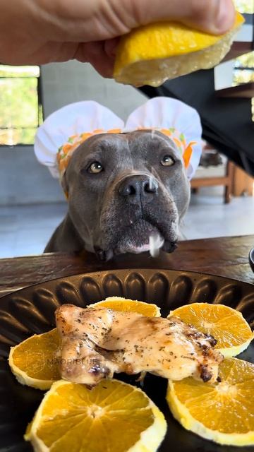 Frango Assado com Laranja 🍊- Nossa Rotina #americanbully смотреть онлайн