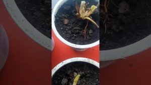 Клубника сорт Кабрилло 2022г