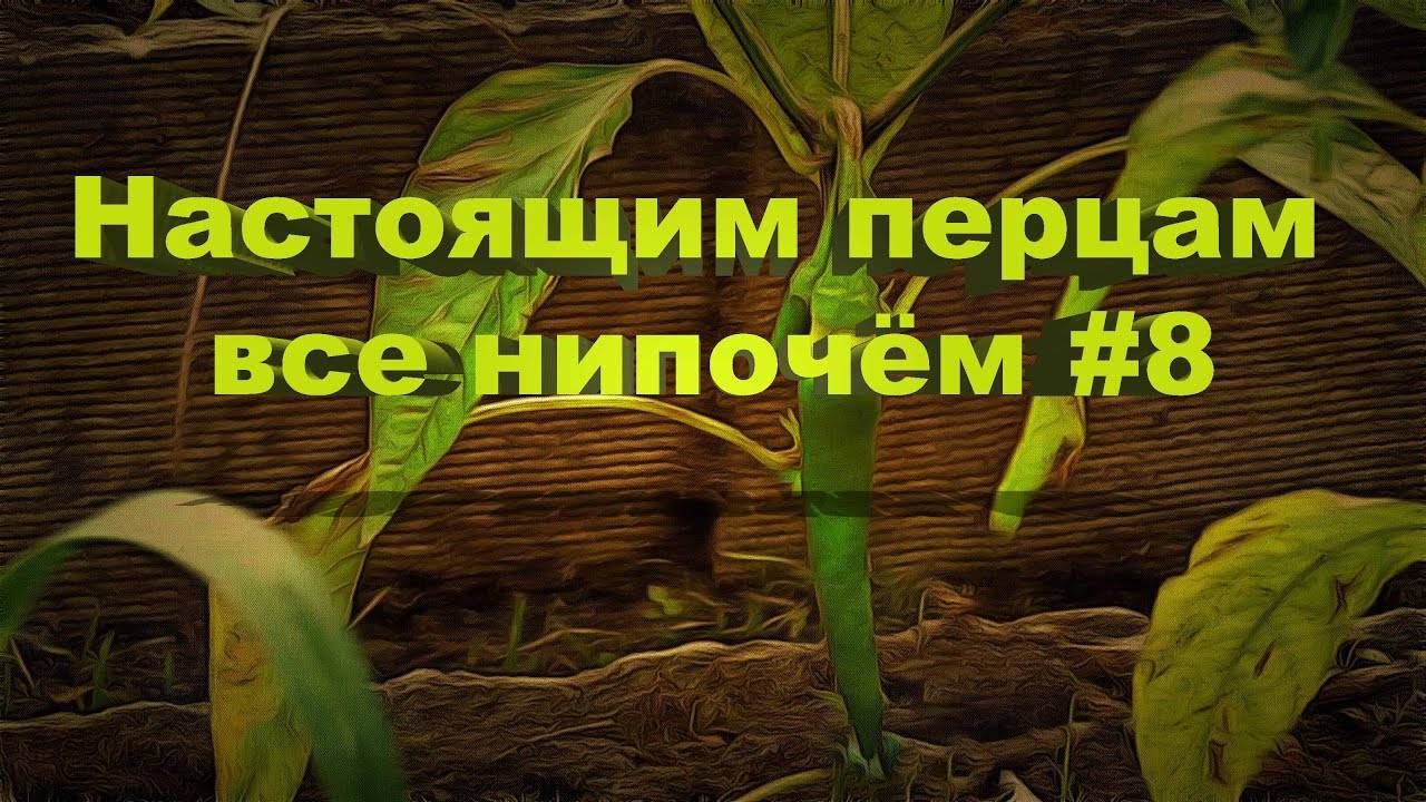 Настоящим перцам все нипочём 2022