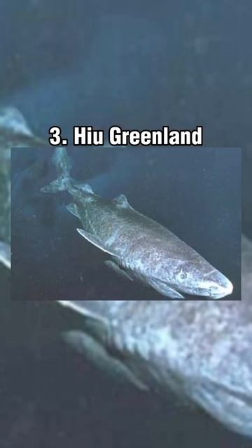 4 Hewan Punya Usia Lama part 2 #subscribe #hewanunik #hewan #youtubeshorts #short #shorts смотреть онлайн