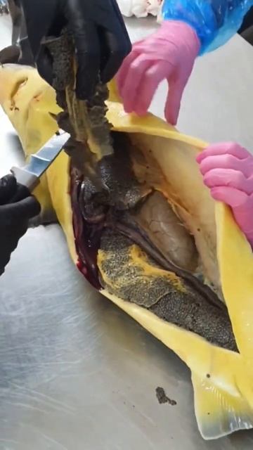 Фермер режет осетра на икру. #shorts #short #shortvideo #fishing смотреть онлайн