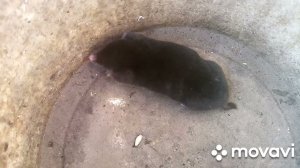 Поймали крота.