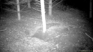 Барсук устал метить территорию ,плюс 🐀🐀